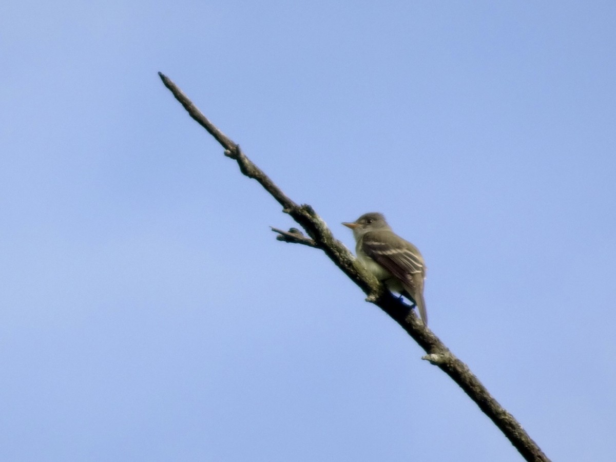 Willow Flycatcher - Dan Keener