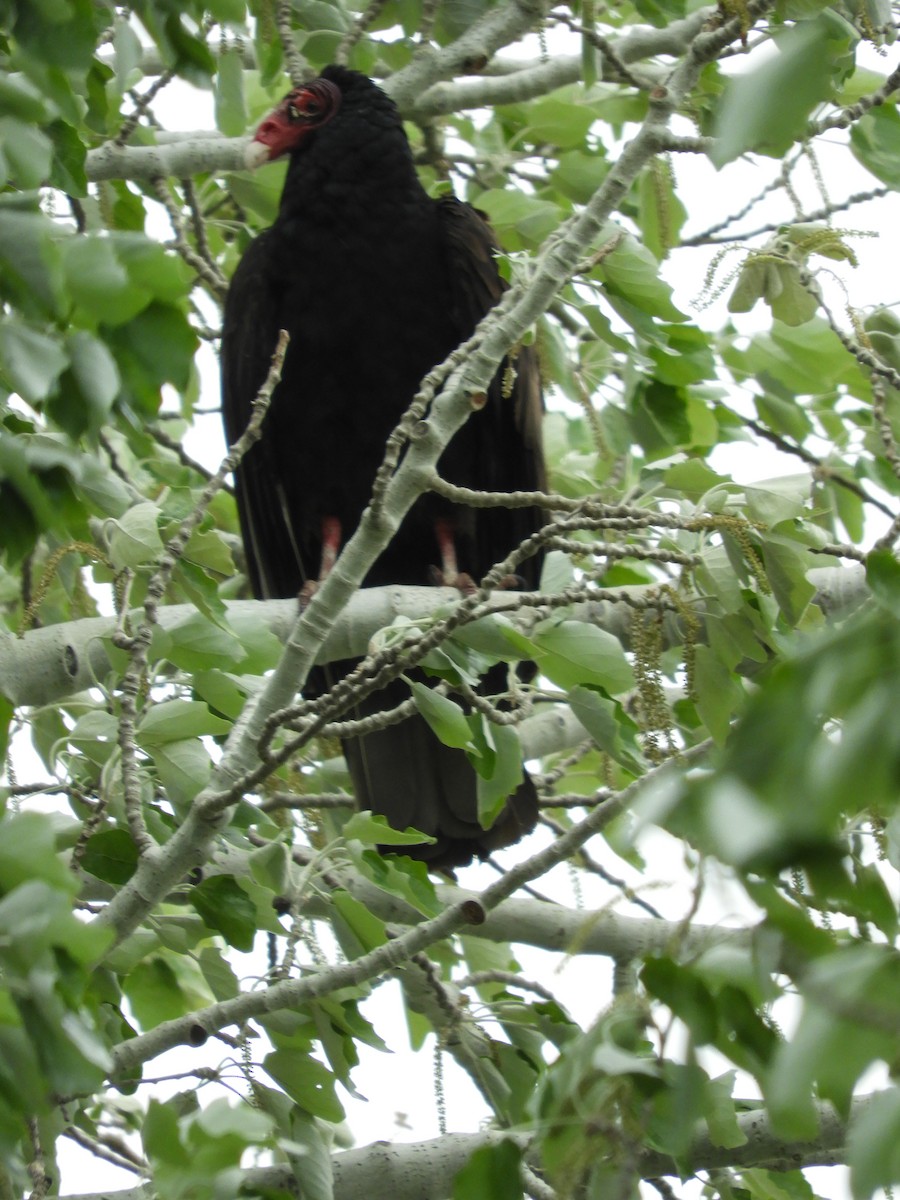 Turkey Vulture - Thomas Bürgi