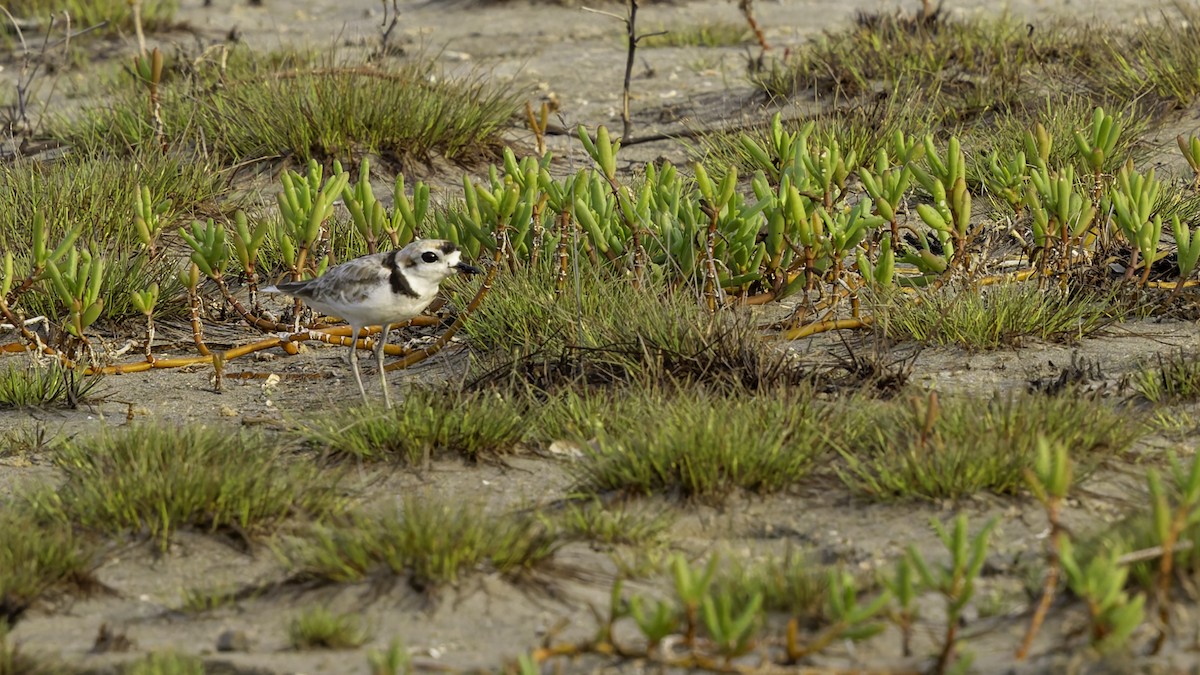 Malaysian Plover - Robert Tizard