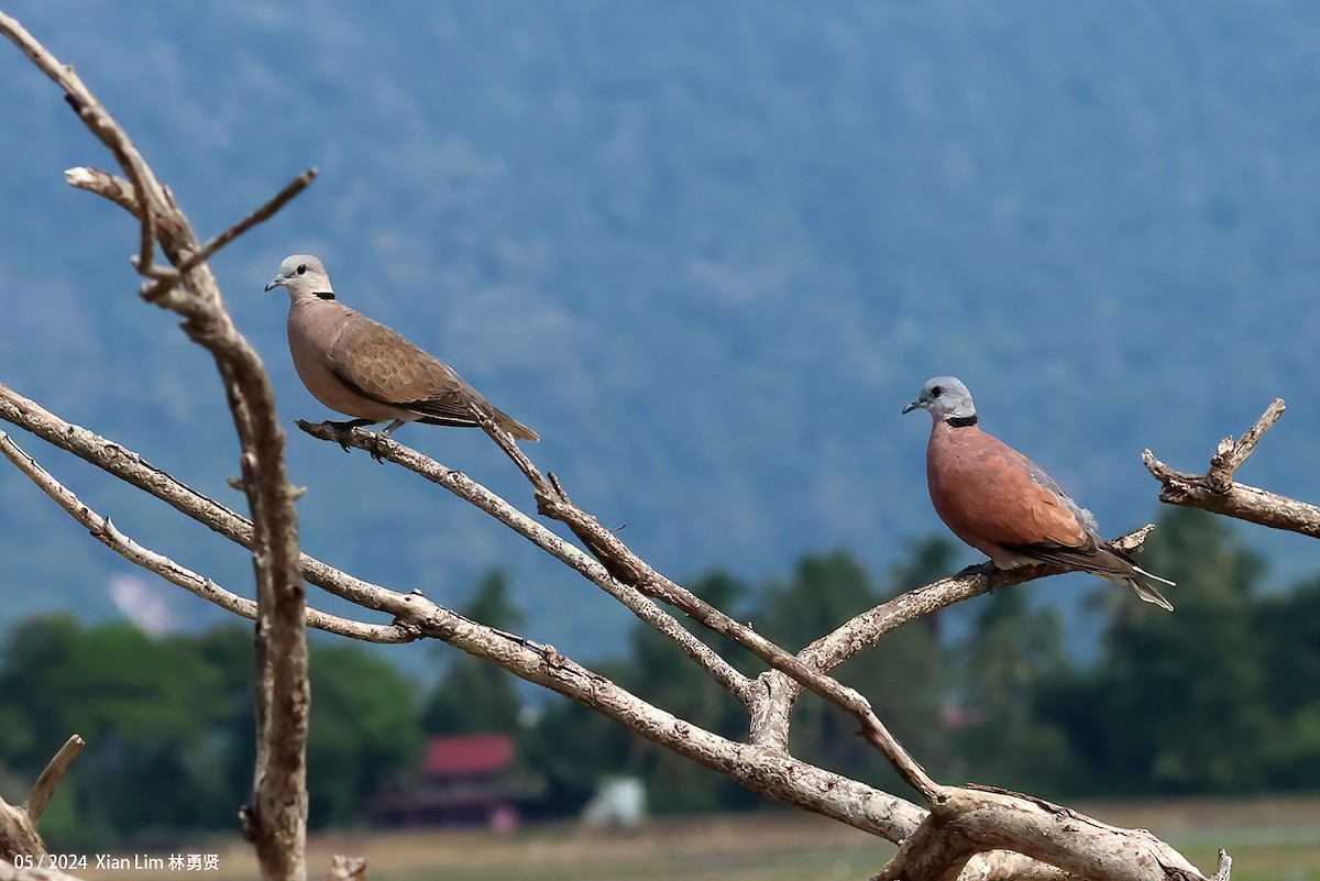 Red Collared-Dove - Lim Ying Hien
