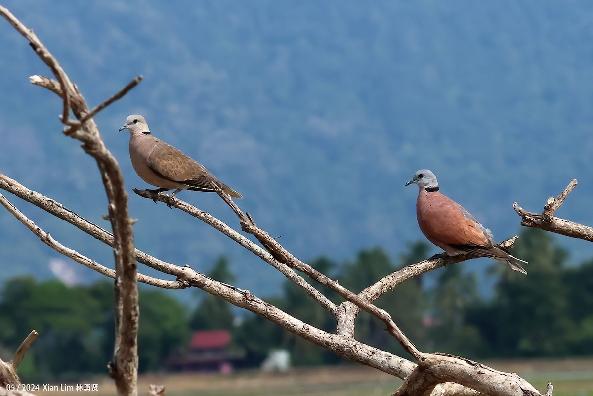 Red Collared-Dove - ML619524704