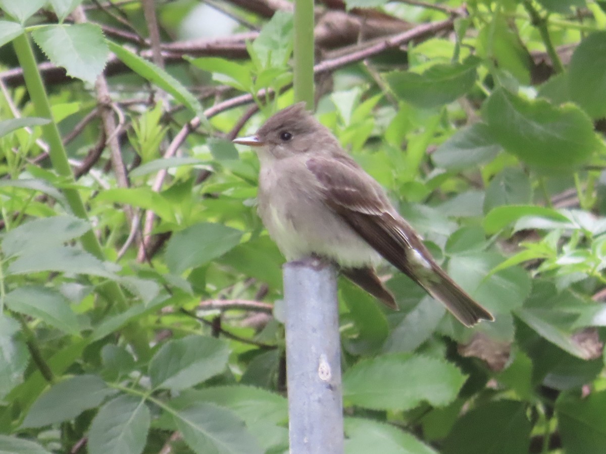 Western Wood-Pewee - Eric Wier