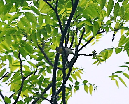 Northern Parula - Frank Wang