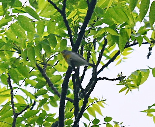 Northern Parula - Frank Wang