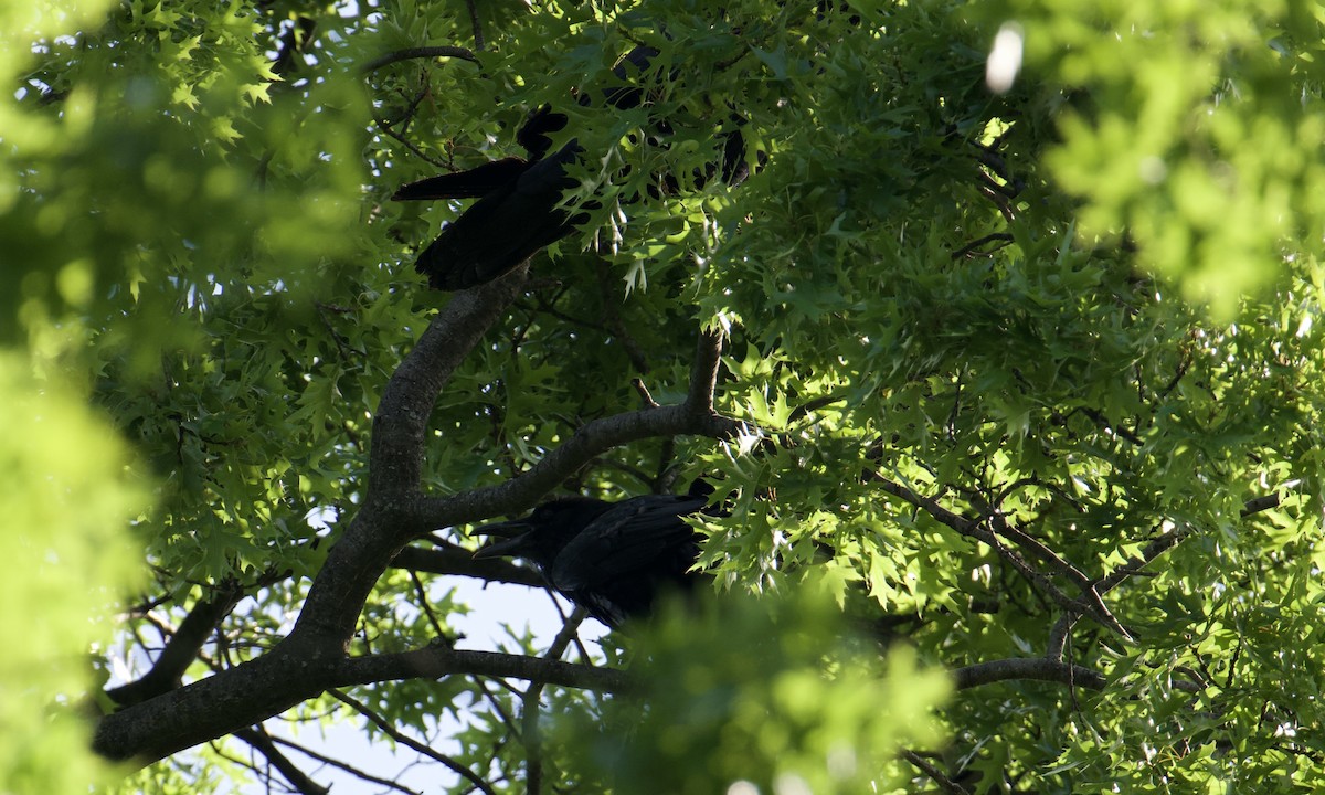 Common Raven - Anonymous