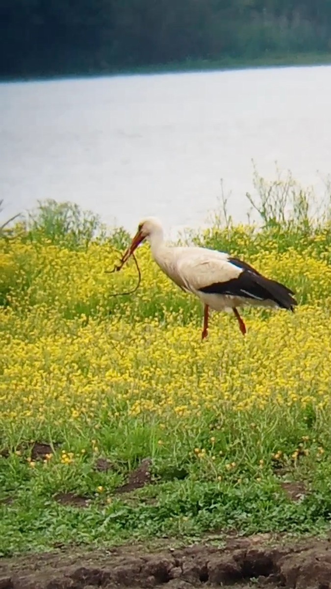 White Stork - Laurent Pascual-Le Tallec