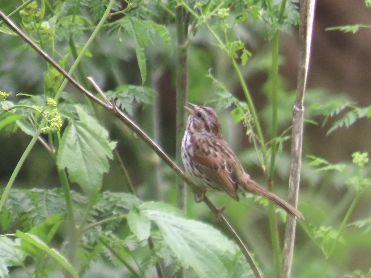 Song Sparrow - Eric Wier