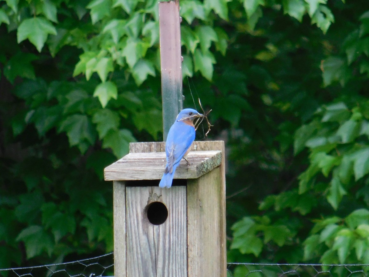 Eastern Bluebird - Jack Jerrild