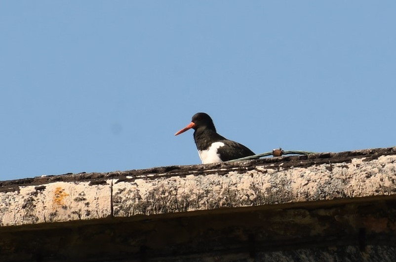 Eurasian Oystercatcher - Sunanda Vinayachandran