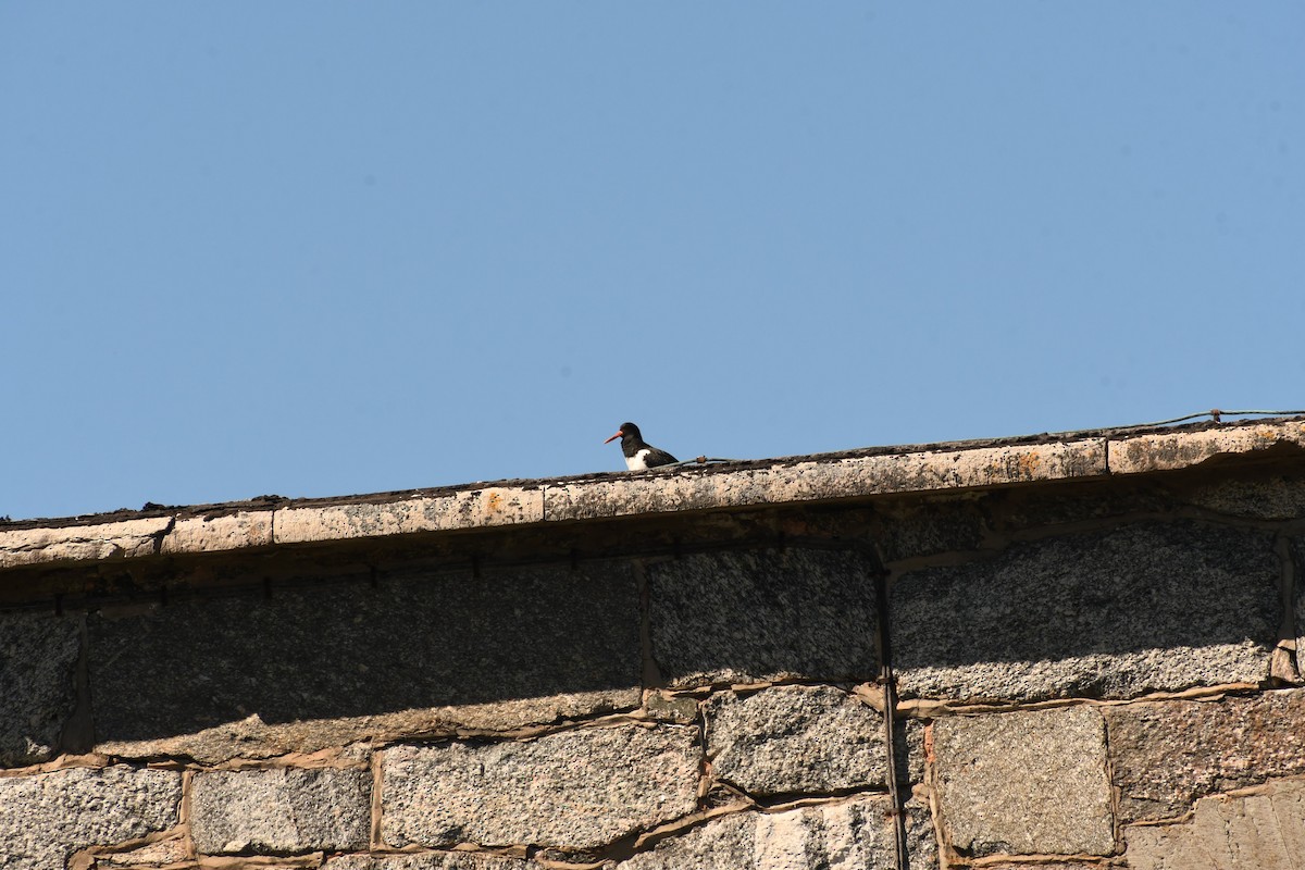 Eurasian Oystercatcher - Sunanda Vinayachandran