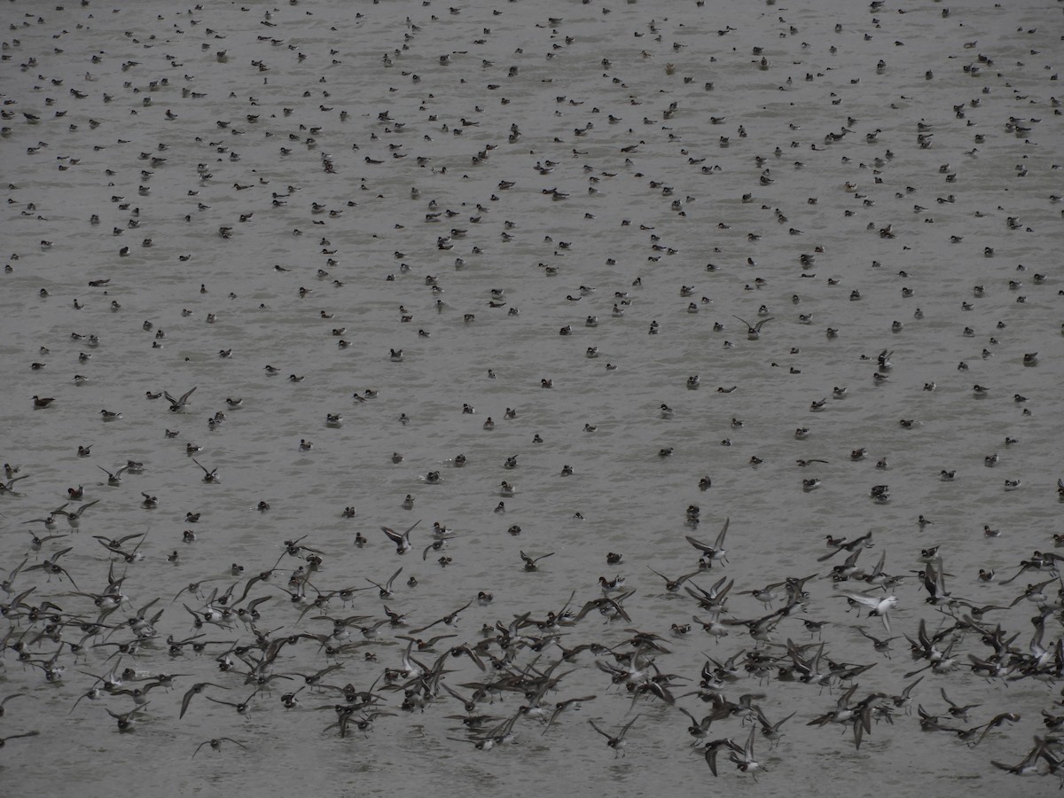 Red-necked Phalarope - Thomas Bürgi