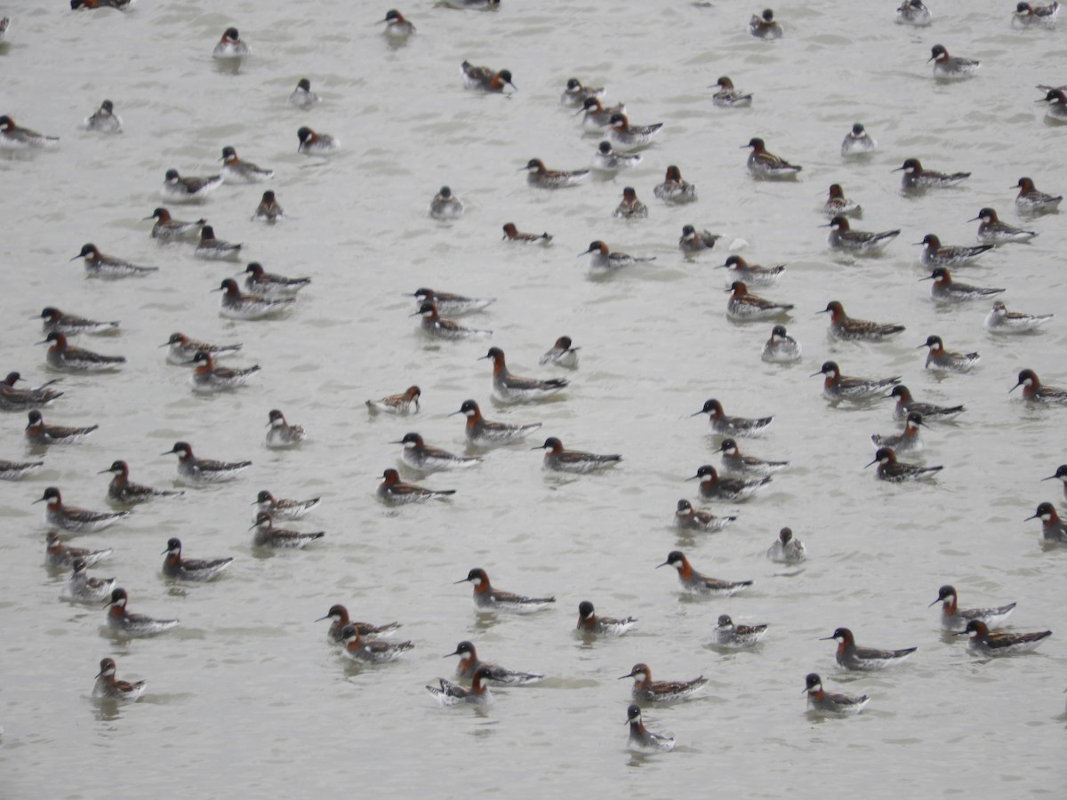 Red-necked Phalarope - Thomas Bürgi