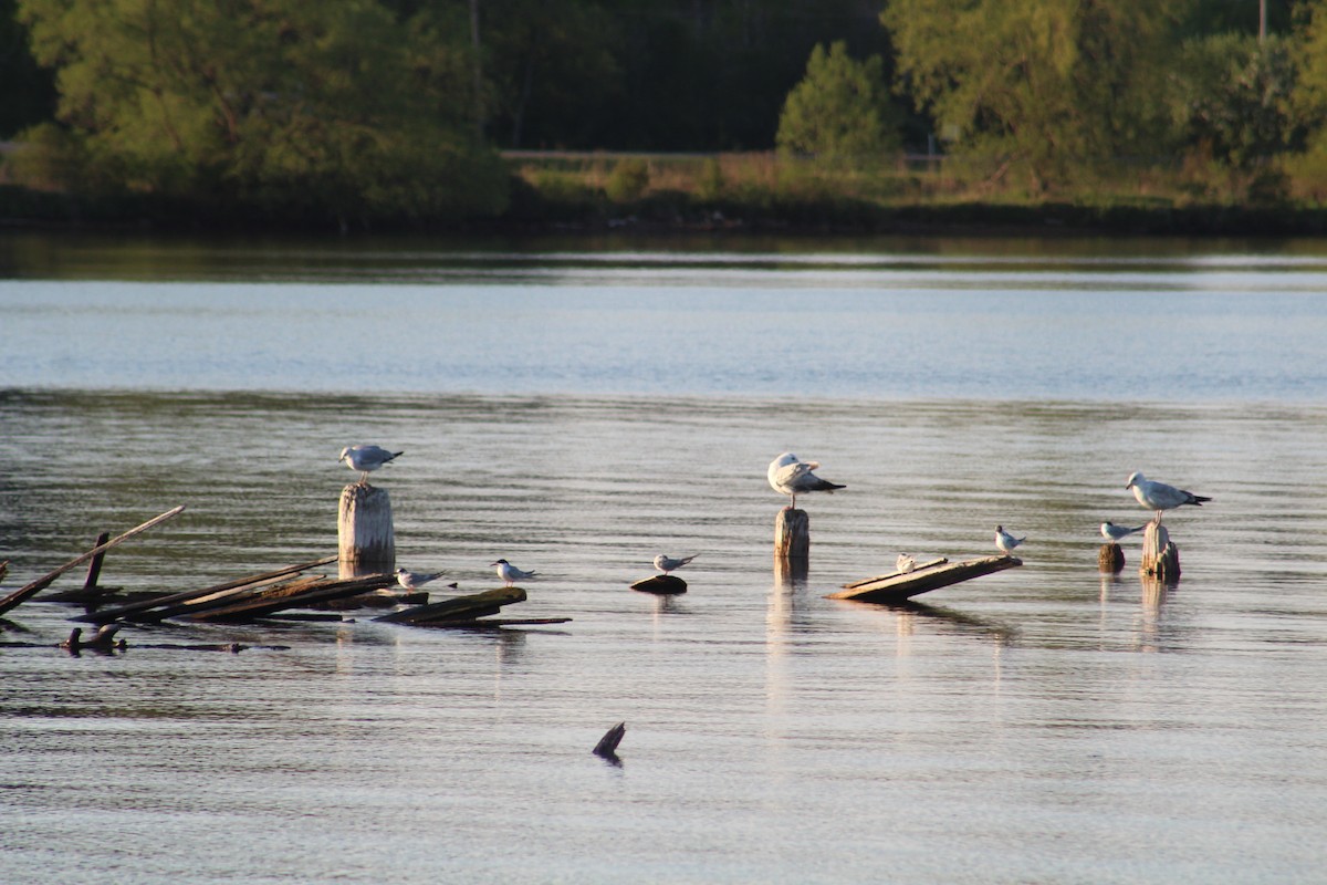 Forster's Tern - ML619524750