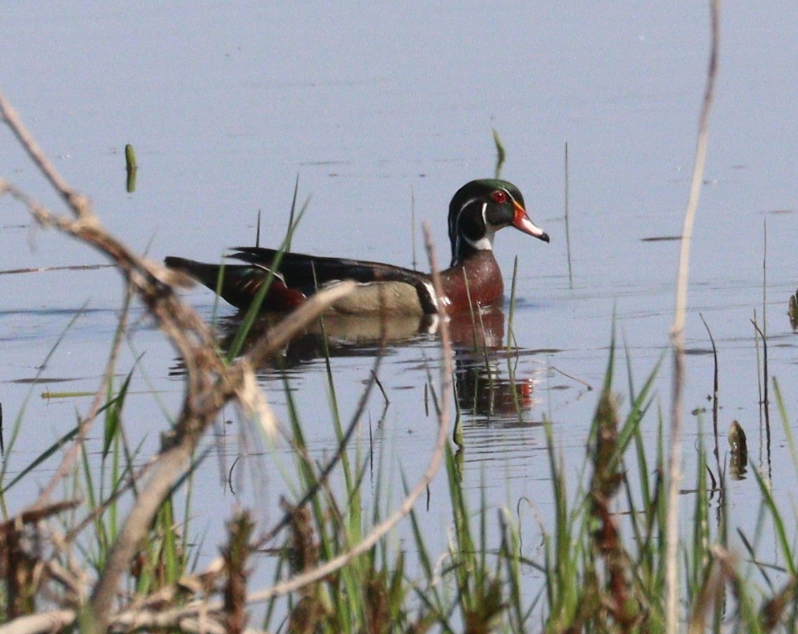 Wood Duck - Hélène Crête