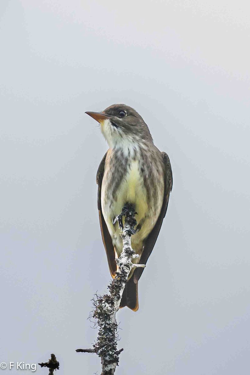 Olive-sided Flycatcher - Frank King