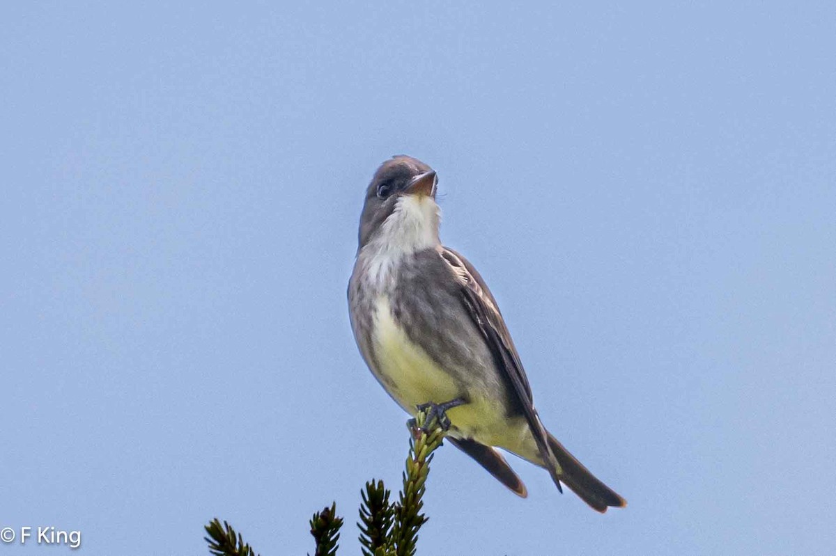 Olive-sided Flycatcher - Frank King