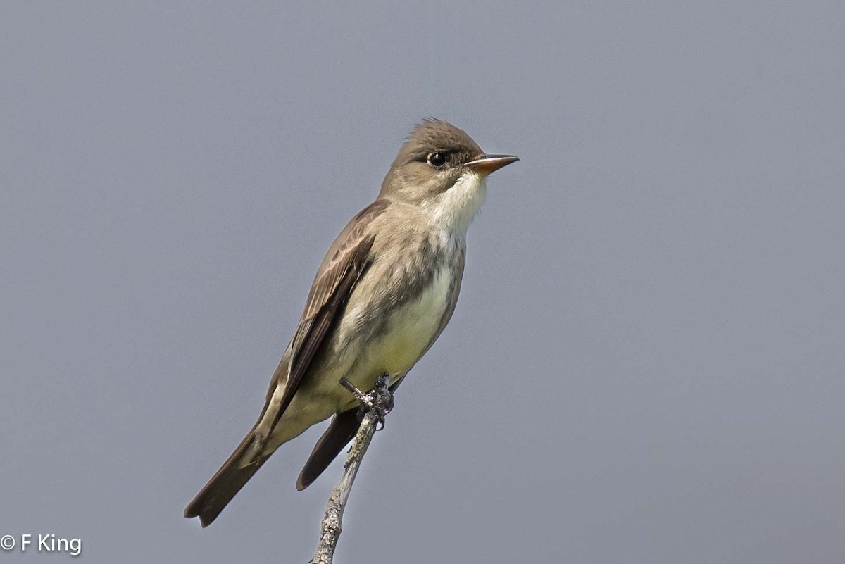 Olive-sided Flycatcher - Frank King