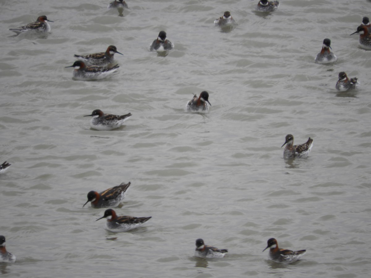 Red-necked Phalarope - Thomas Bürgi