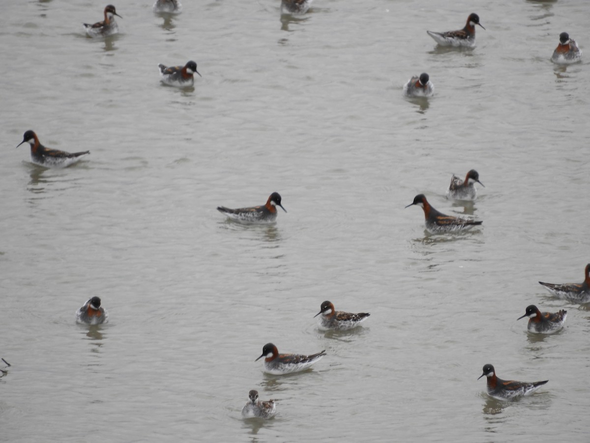 Red-necked Phalarope - Thomas Bürgi