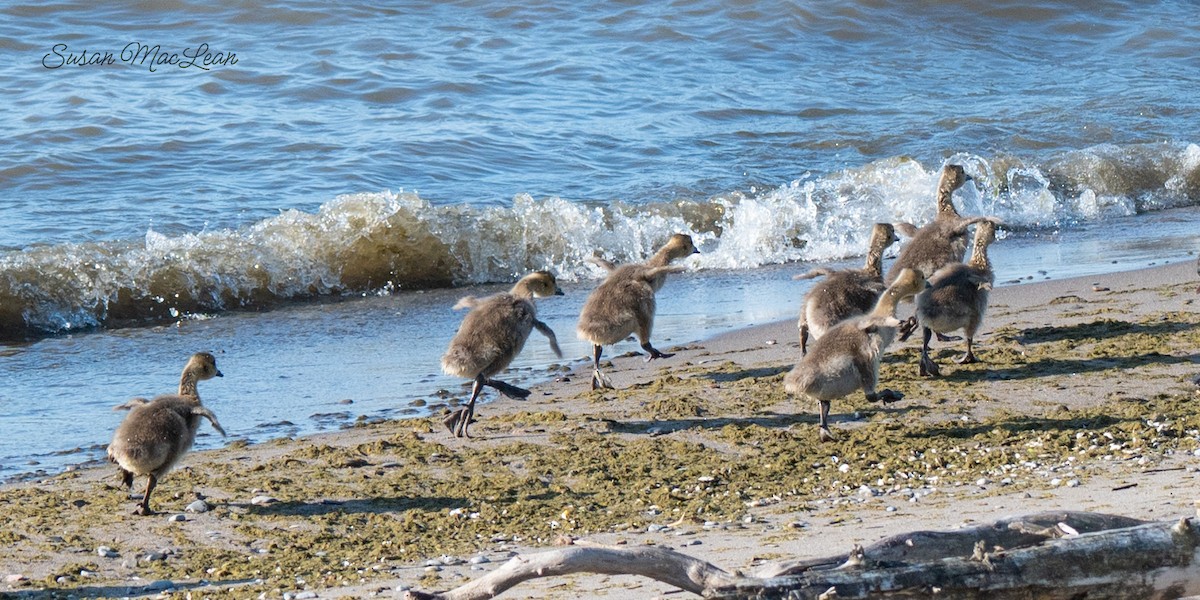 Canada Goose - Susan MacLean