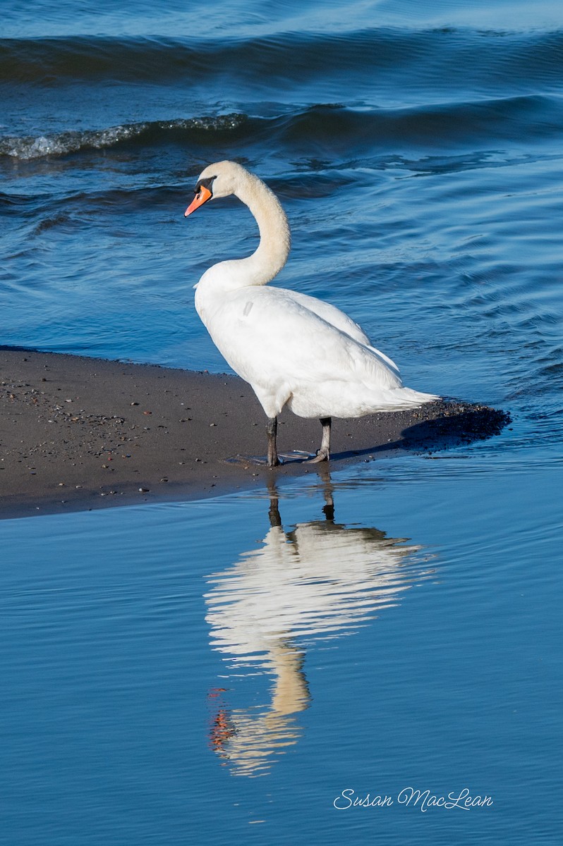 Cygne tuberculé - ML619524781