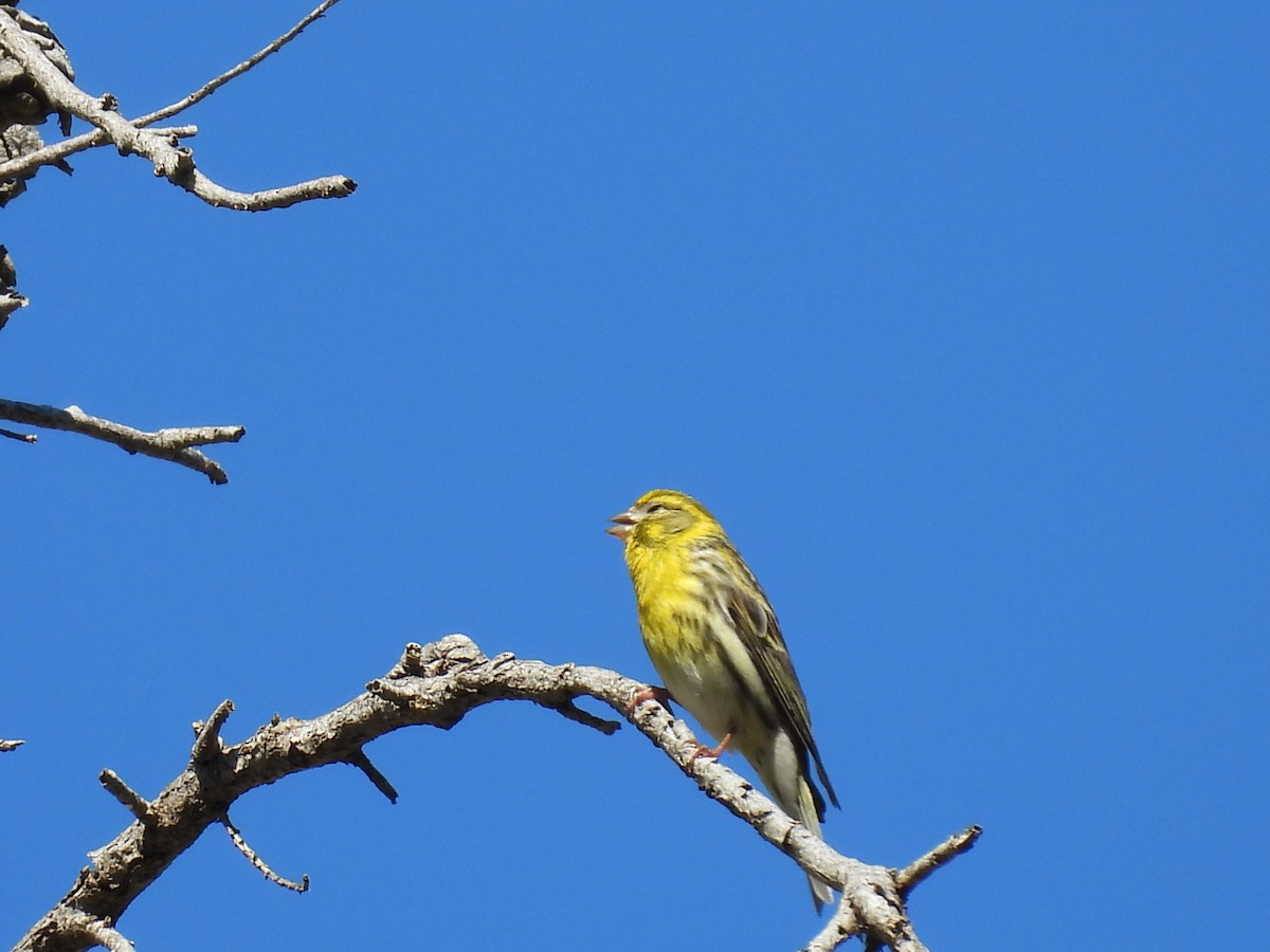 European Serin - George Watola