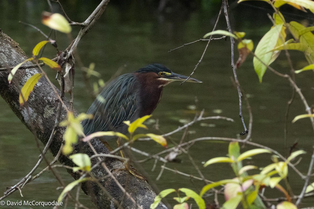 Green Heron - David McCorquodale