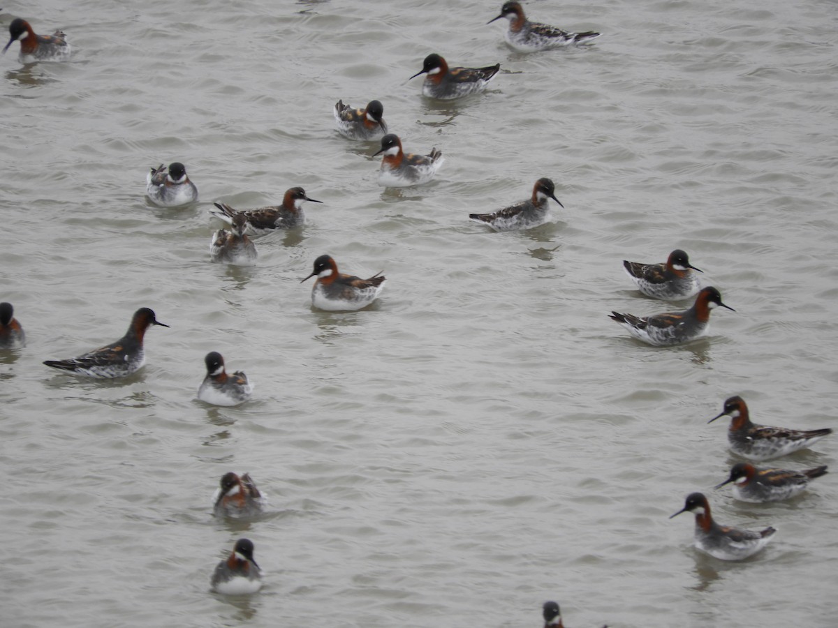 Red-necked Phalarope - Thomas Bürgi