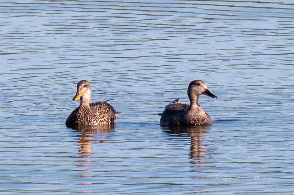 Gadwall - Susan MacLean