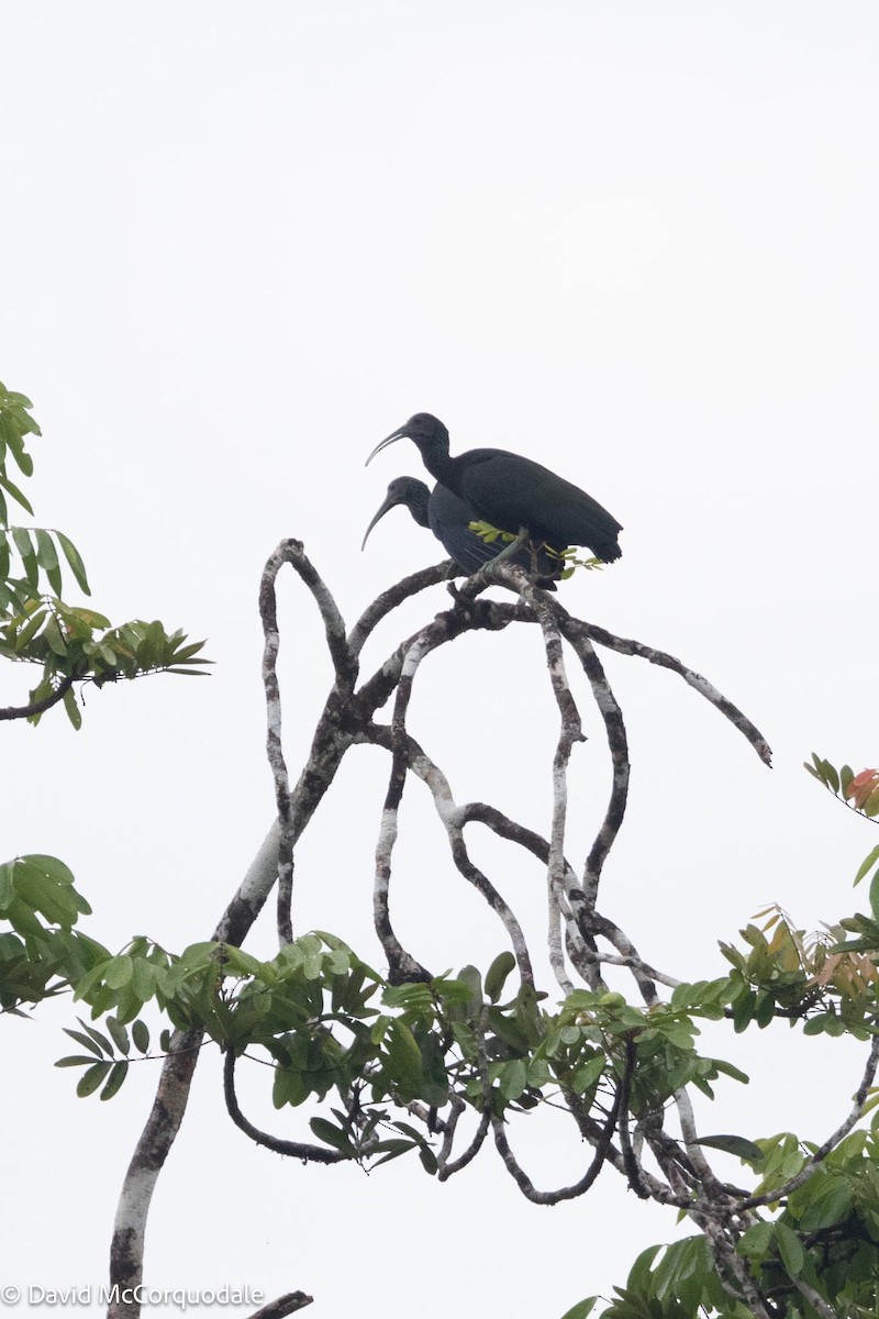 Green Ibis - David McCorquodale