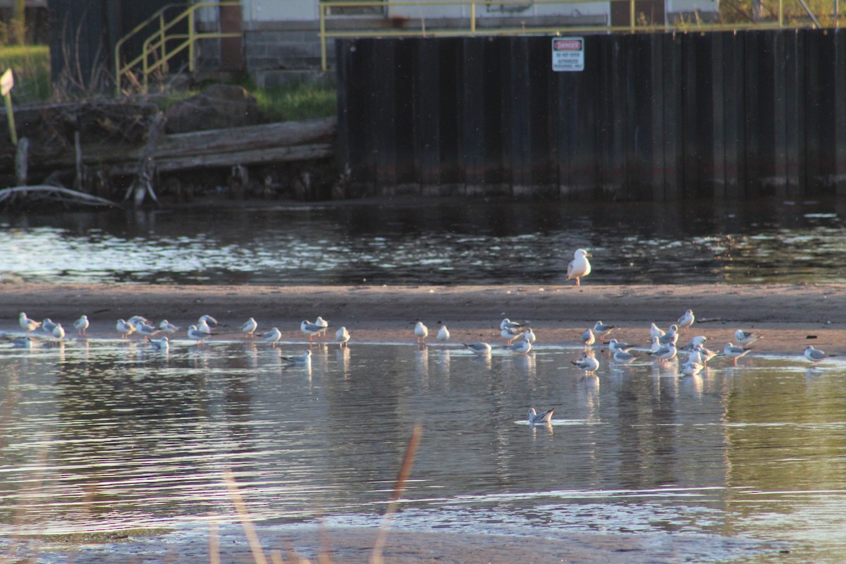 Bonaparte's Gull - ML619524796