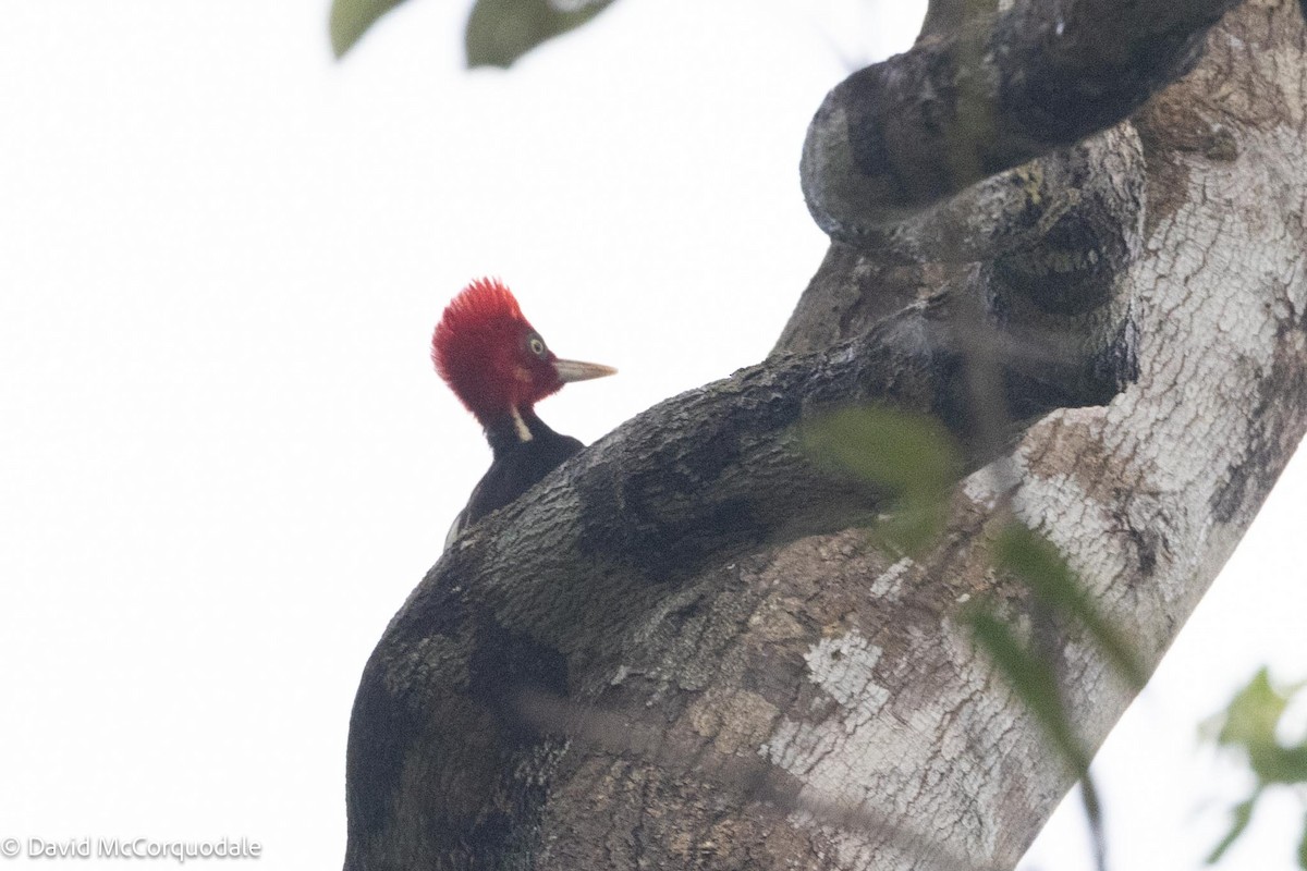 Pale-billed Woodpecker - David McCorquodale