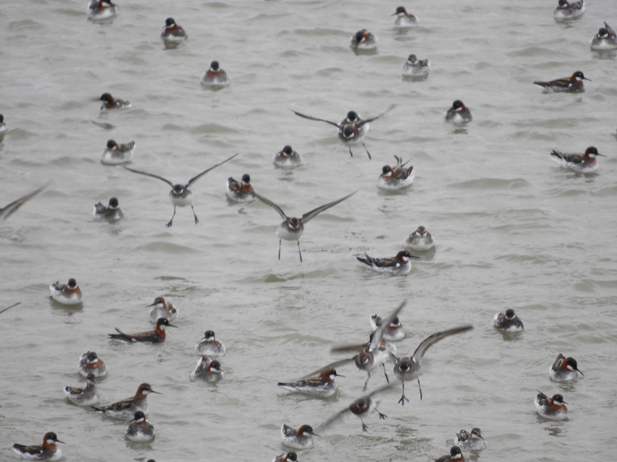 Red-necked Phalarope - Thomas Bürgi