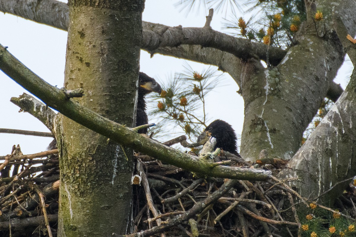 Bald Eagle - Peter DeStefano