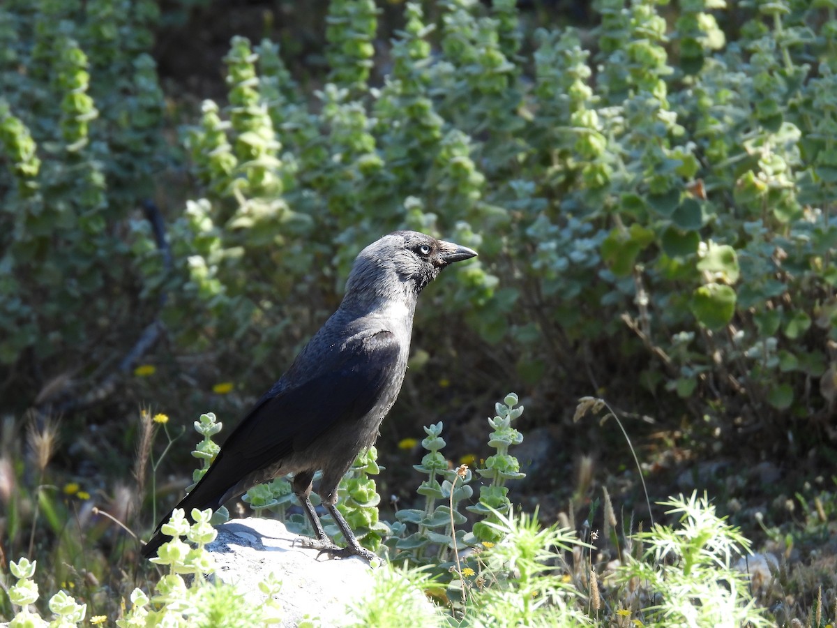 Eurasian Jackdaw - George Watola