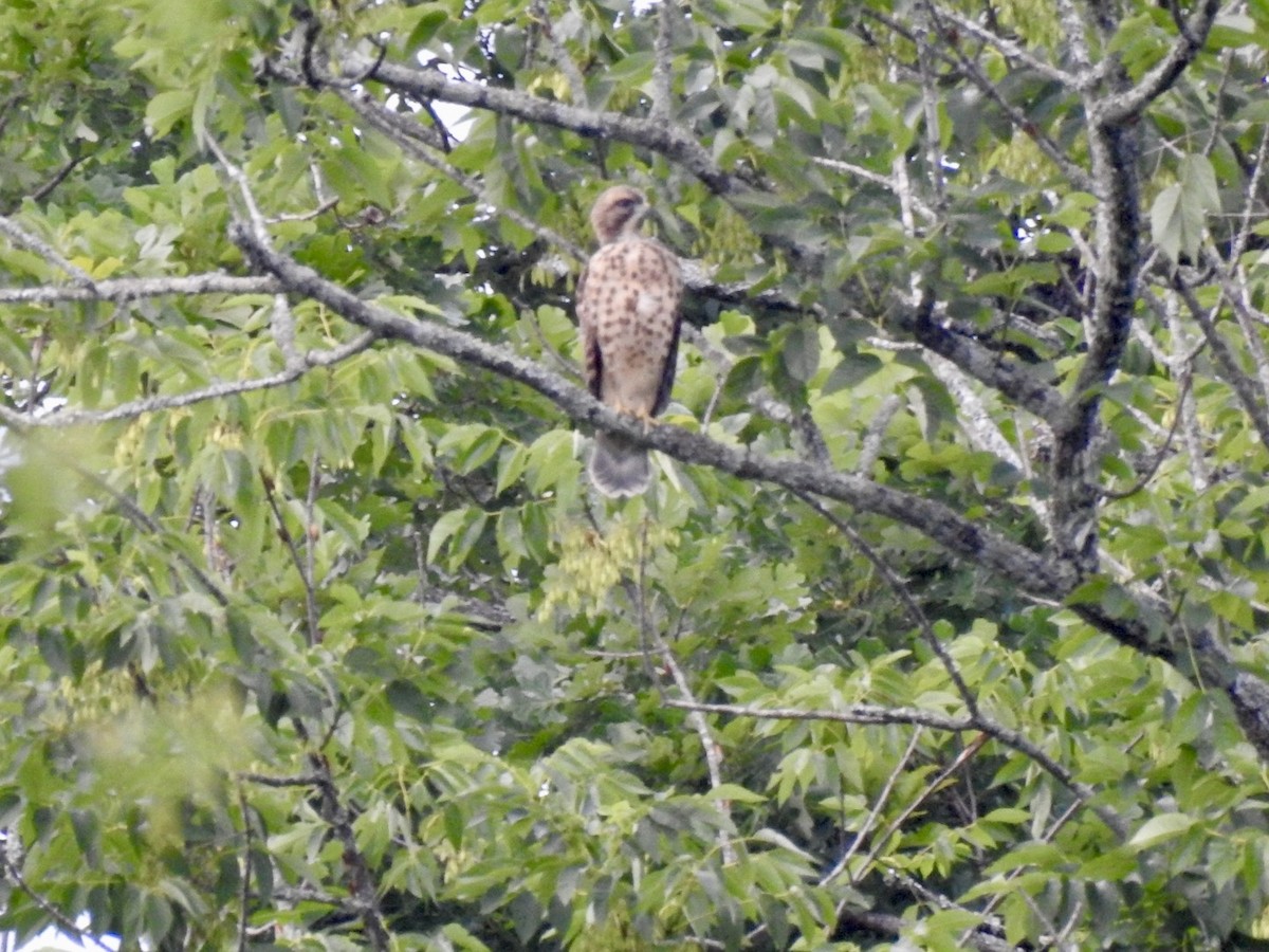 Red-shouldered Hawk - Ariel Dunham