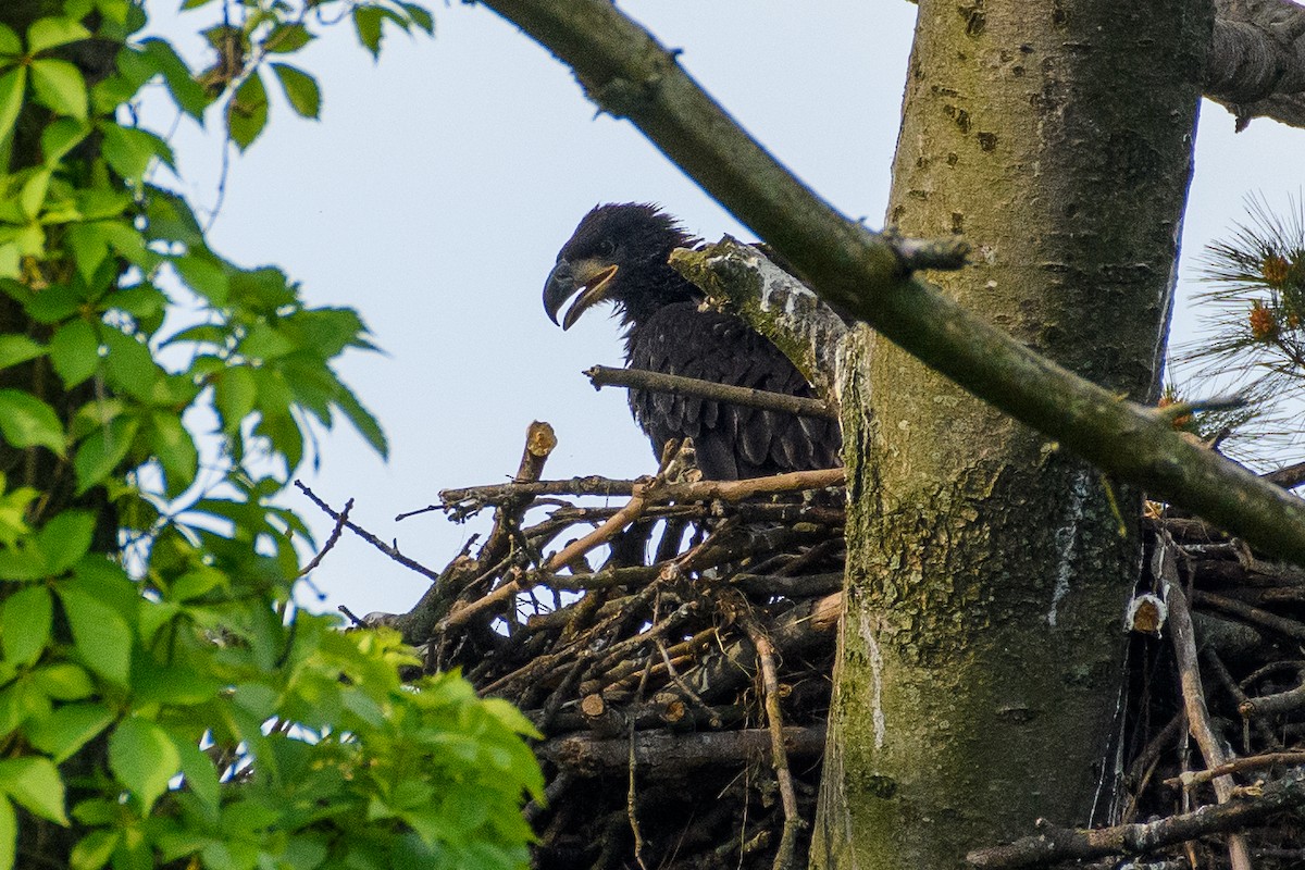 Bald Eagle - Peter DeStefano