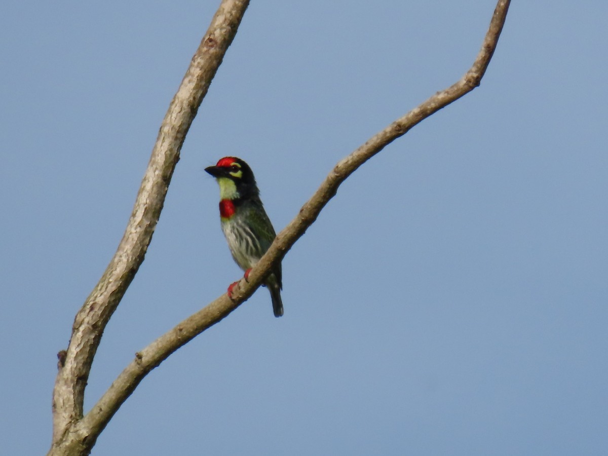 Coppersmith Barbet - Bosco Chan