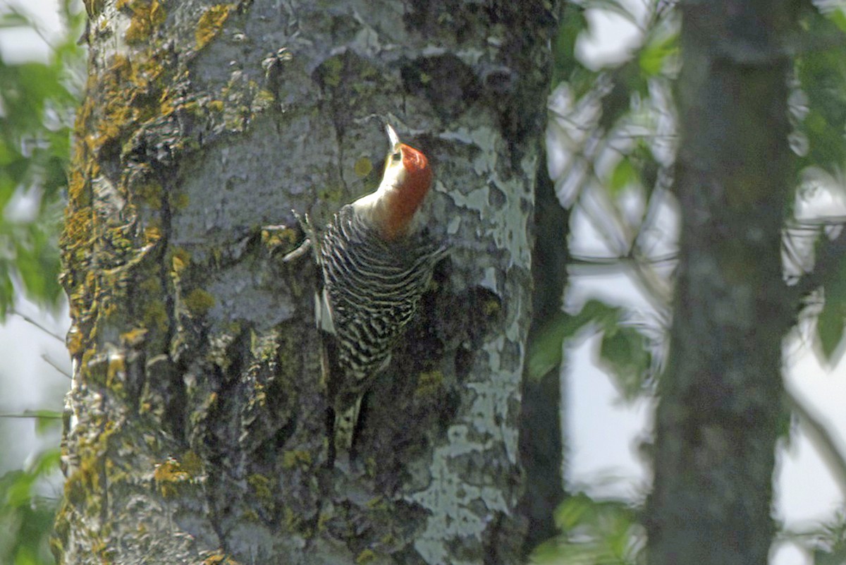 Red-bellied Woodpecker - Jim Tonkinson