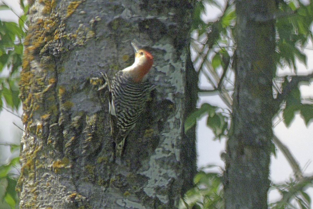 Red-bellied Woodpecker - Jim Tonkinson