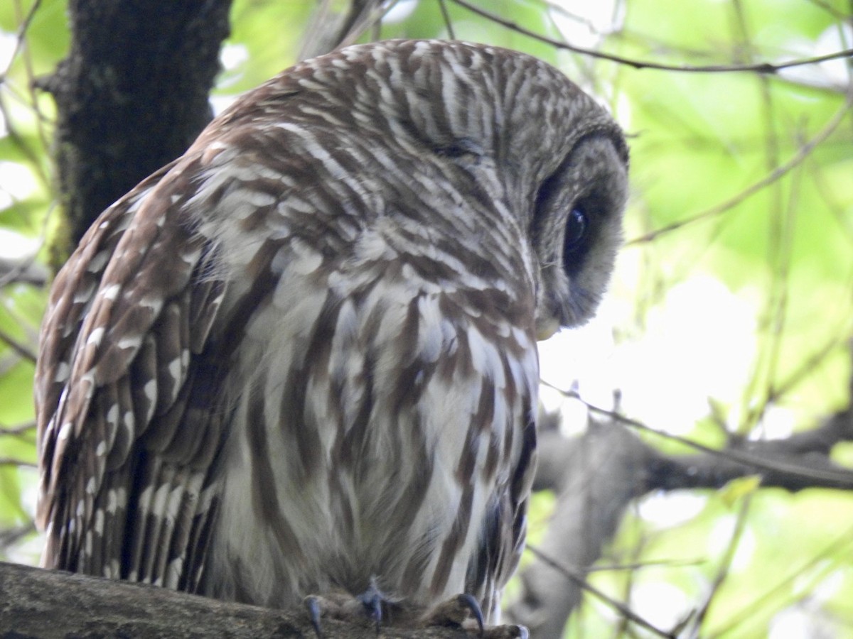 Barred Owl - Ariel Dunham