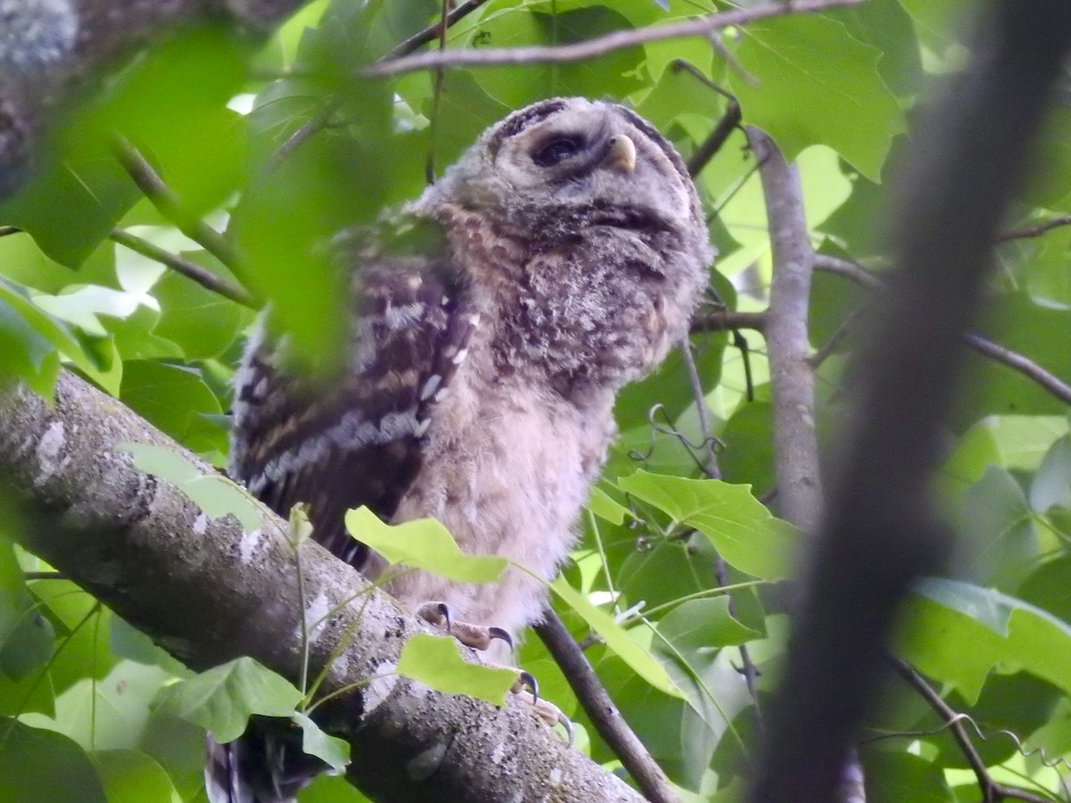 Barred Owl - Ariel Dunham