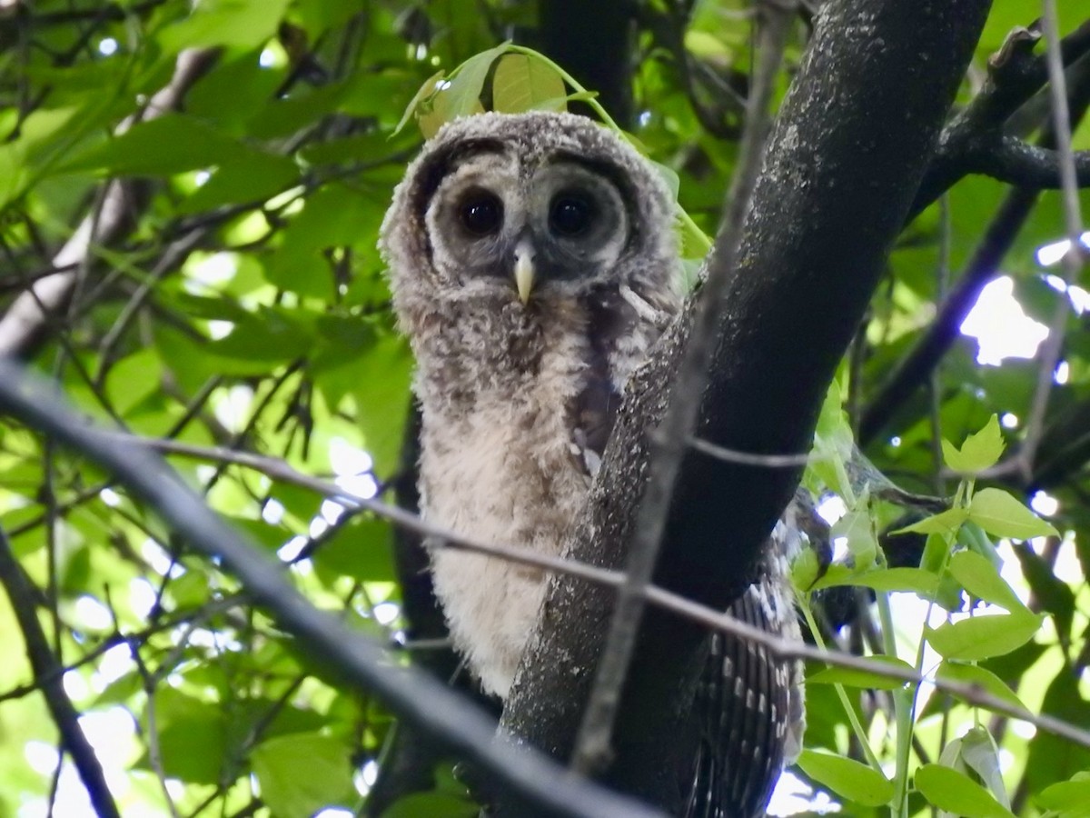 Barred Owl - Ariel Dunham