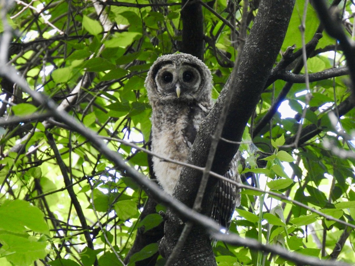 Barred Owl - Ariel Dunham