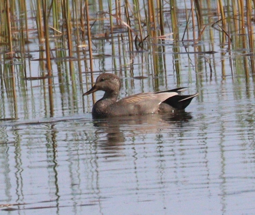 Gadwall - Hélène Crête