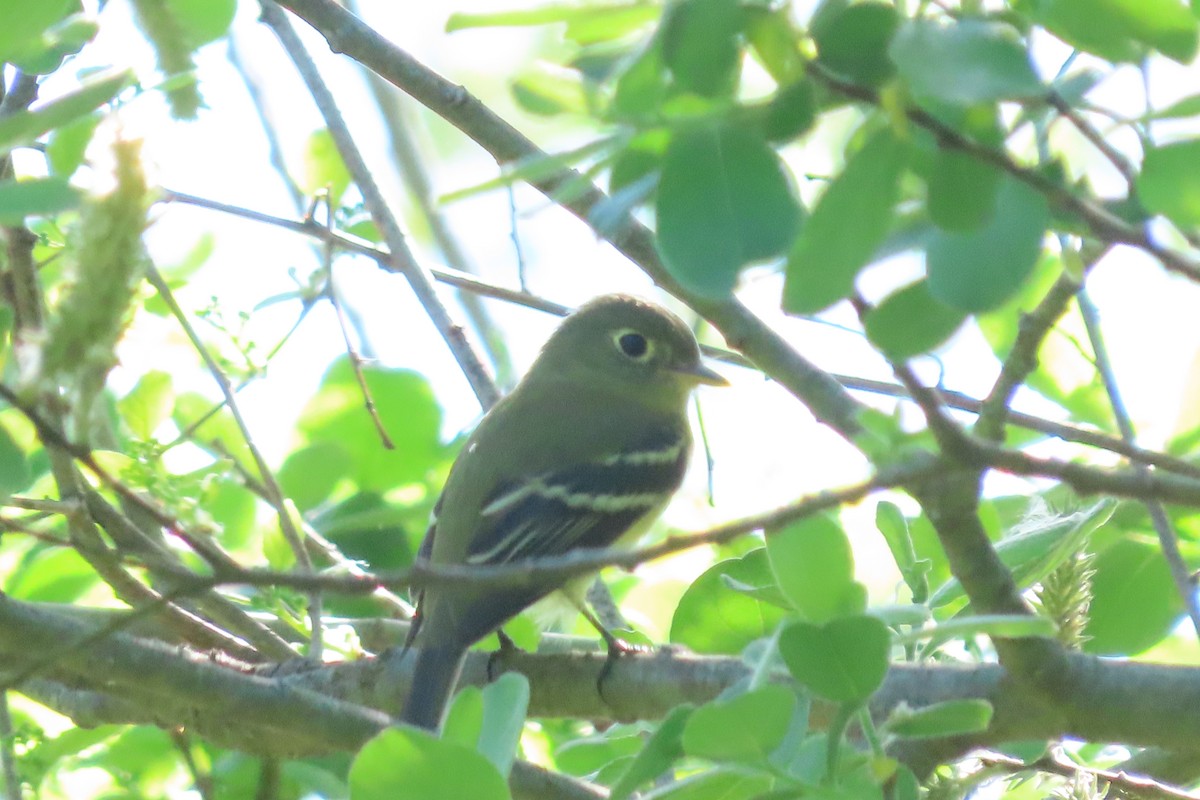 Yellow-bellied Flycatcher - stuart varney