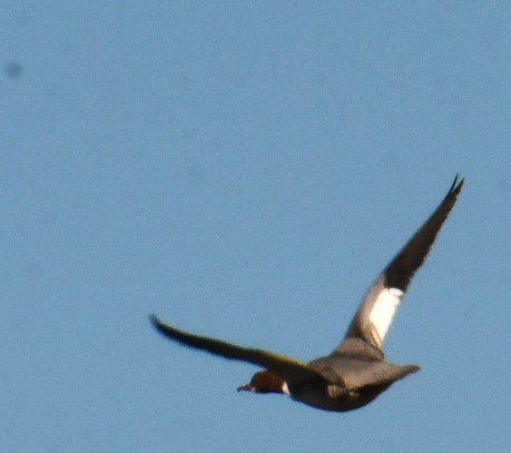 Common Merganser - Sunanda Vinayachandran