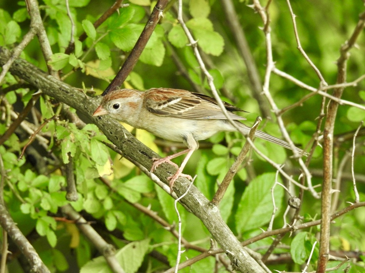 Field Sparrow - Ariel Dunham