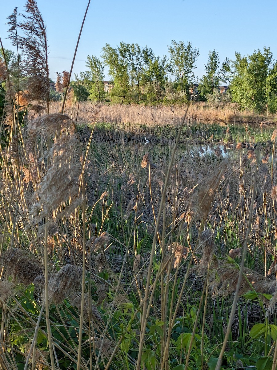 Great Egret - ML619524858