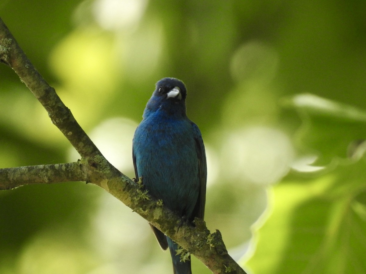 Indigo Bunting - Ariel Dunham